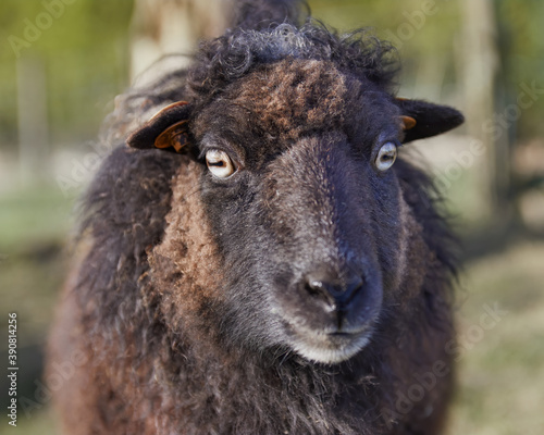 Head shot of a female black ouessant sheep