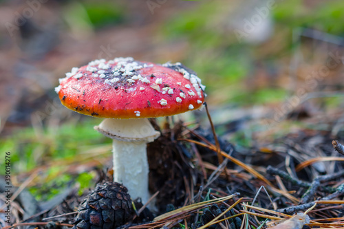 closeup red fly-agaric mushroom in a forest