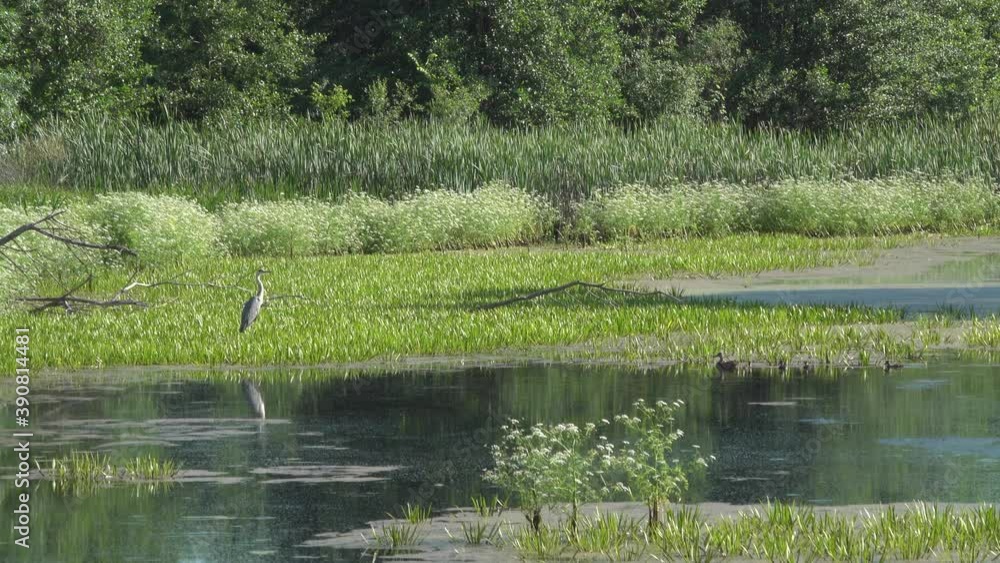 Gray heron and wild duck with ducklings on the pond. Gray heron and wild duck with ducklings on the pond.