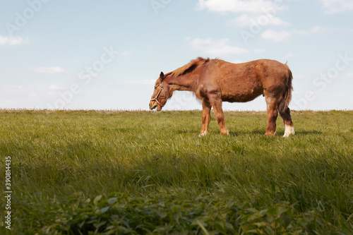 Fototapeta Naklejka Na Ścianę i Meble -  Isolated brown horse in the meadow against a blue sky