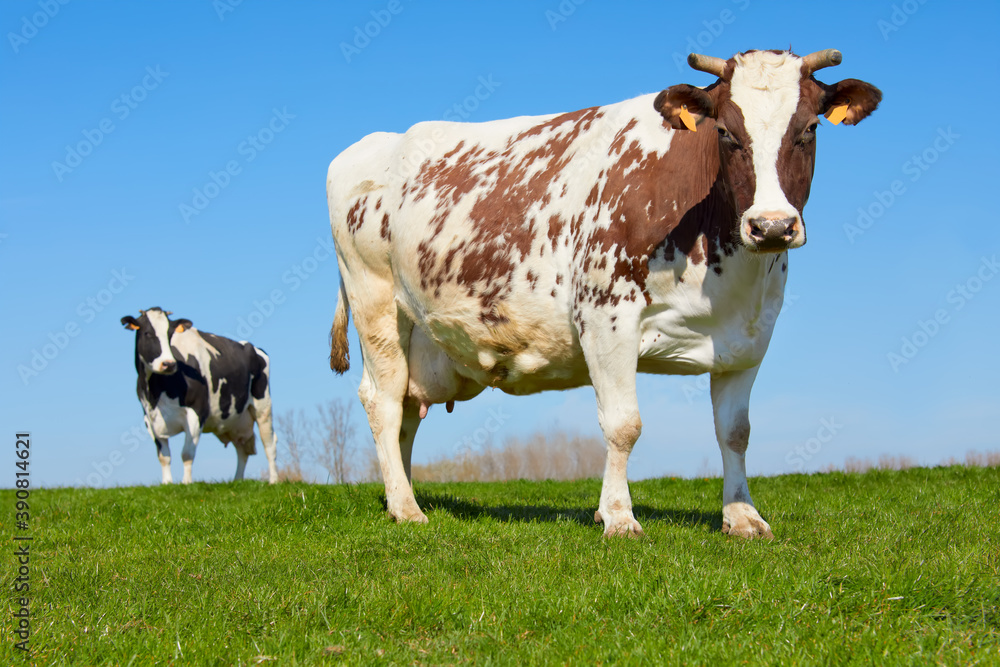 Brown white milk cow in the meadow against blue sky Brown white milk cow in the meadow against blue sky