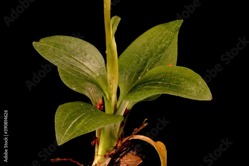 Creeping Lady's-Tresses (Goodyera repens). Basal Leaf Rosette Closeup photo