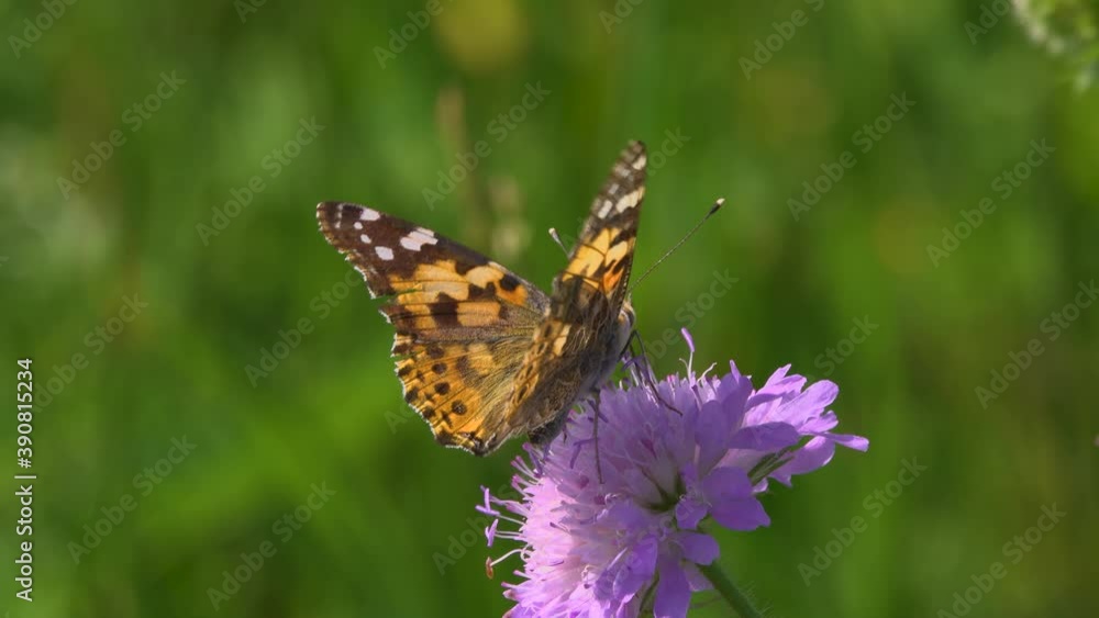butterfly collects nectar on a flower on a sunny day in a meadow. butterfly collects nectar on a flower on a sunny day in a meadow.