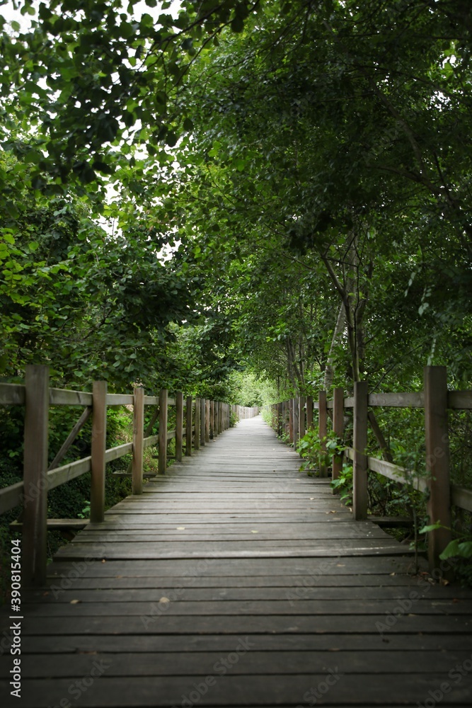 Wooden Walkway through the forest Wooden Walkway through the forest