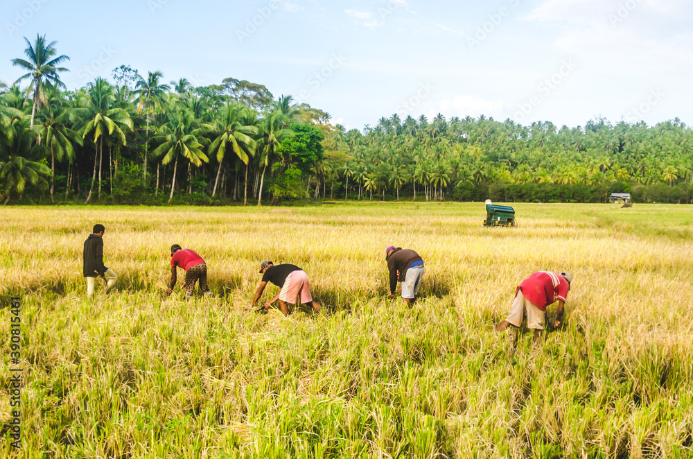 Siargao Rice Field Rice Harvest Siargao The Philippines Stock Photo | Adobe Stock