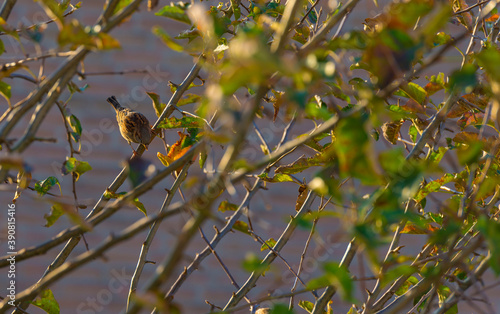 Sparrow eating from a ripe apple in an apple tree in a garden in sunlight in autumn, Almere, Flevoland, The Netherlands, November 7, 2020