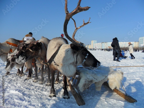 dogs in snow © Денис Кучин