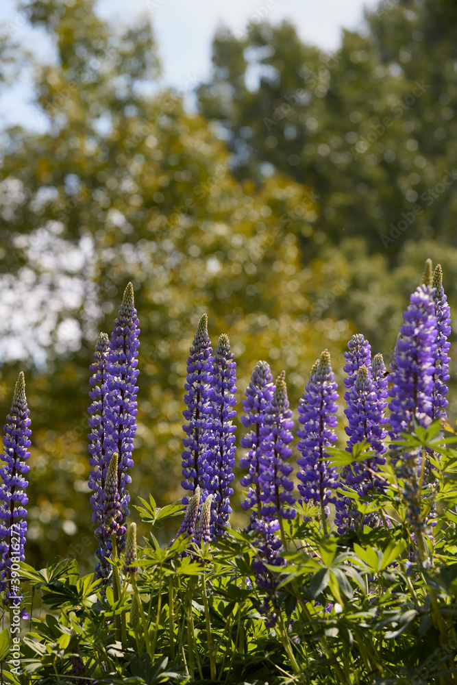 Obraz premium Purple lupin flowers in the garden