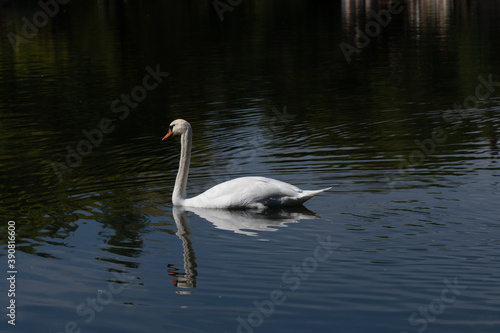 White swan in Palencia swimming alone in the water