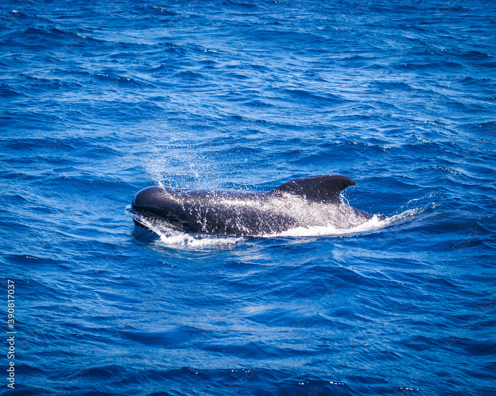 Naklejka premium Pilot whales on a whale watching tour