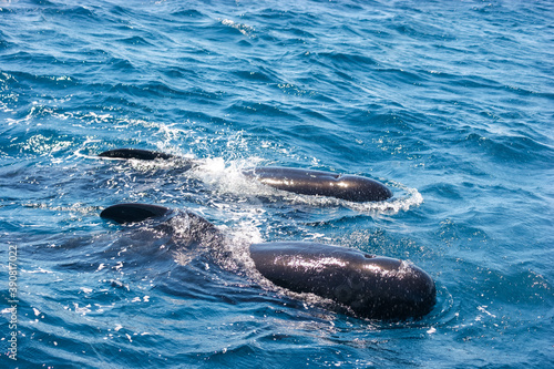 Pilot whales on a whale watching tour