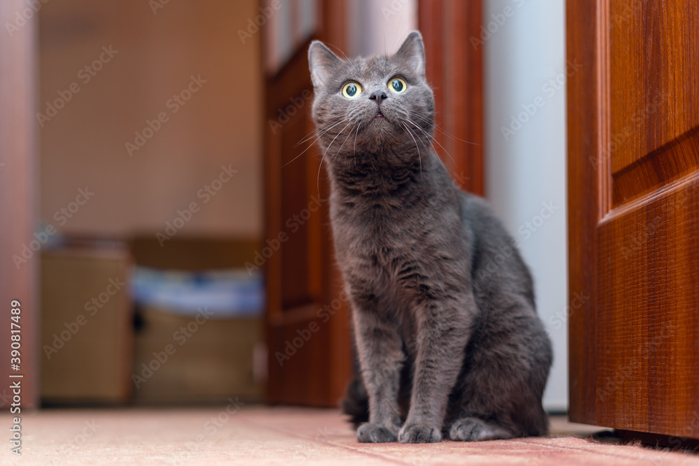 Beautiful gray cat sitting on the floor waiting