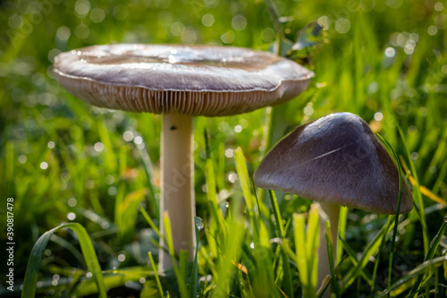 wild mushrooms in sunny autumn forest