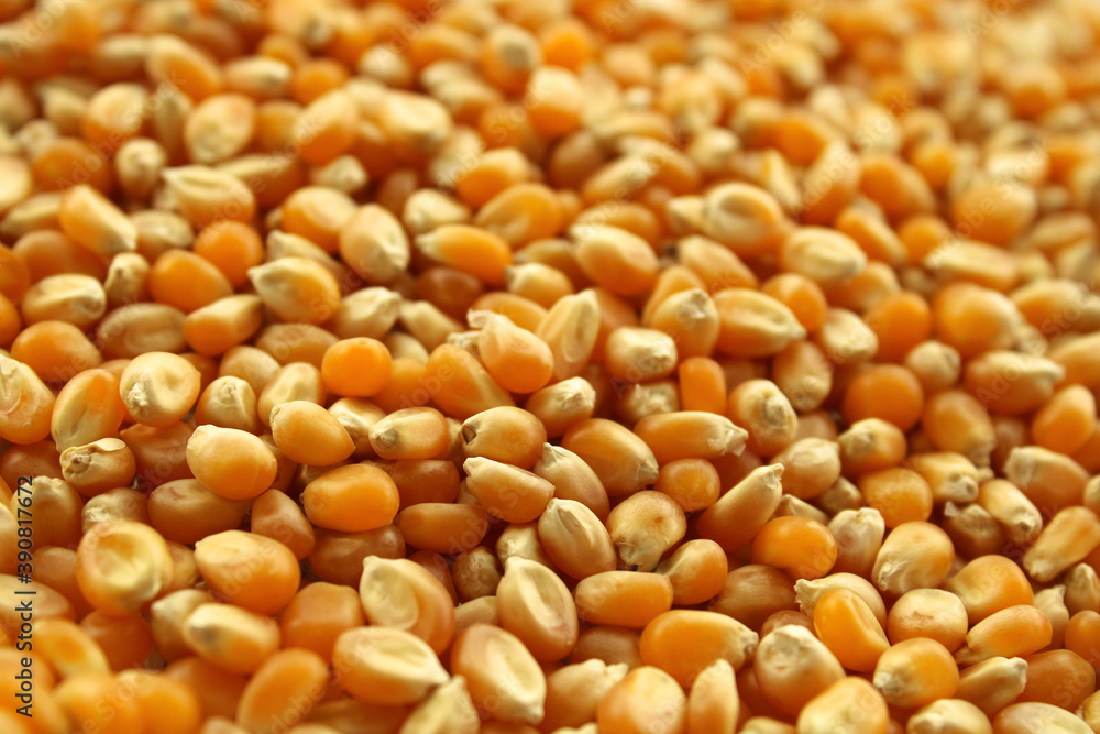 close up of popcorn seeds close up of popcorn seeds