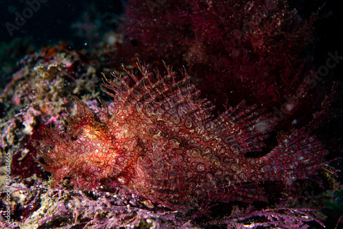 Weedy scorpionfish photo