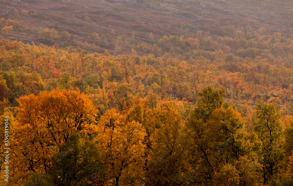 Autumn in the mountains of Härjedalen, variegated foliage with autumn colors.