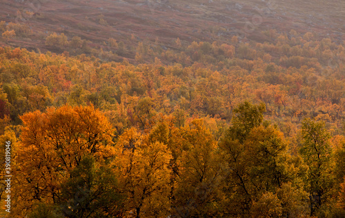 Autumn in the mountains of H  rjedalen  variegated foliage with autumn colors.