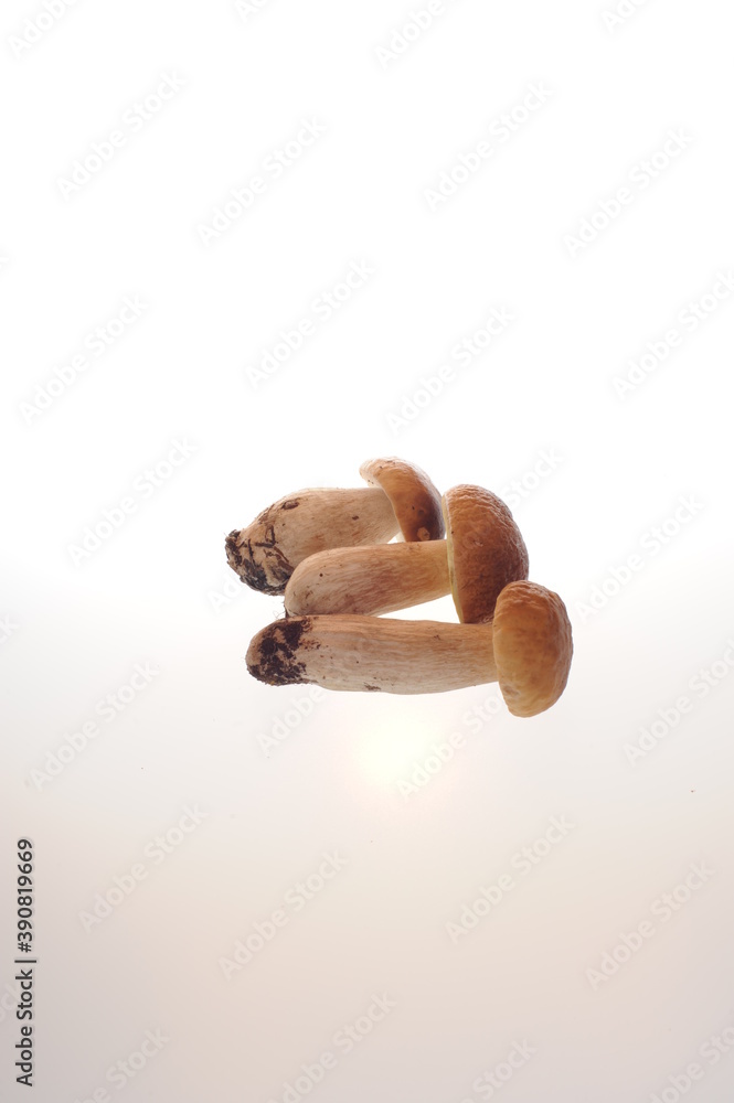 Fototapeta premium Grzyby ułożone na jasnym jednolitym tle.