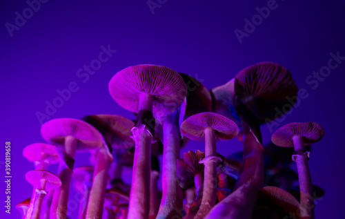 Foto psychedelic psilocybin mushrooms background