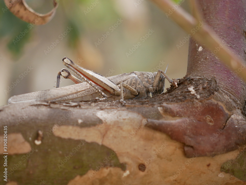Obraz premium Macrophotograph of a large grey migratory locust Locusta migratoria on a branch of eucalyptus on a Sunny summer day. Agricultural pests of the family erectus in their natural habitat.