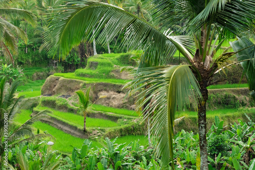 Terrace of rice fields, greenery and palm trees in the afternoon, Bali, Indonesia.
