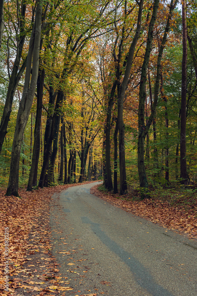 Fototapeta premium Road in colorful autumn forest.