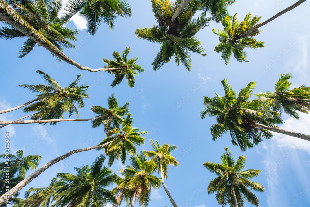 Palm trees at a coconut tree plantation Palm trees at a coconut tree plantation