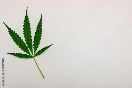 Green cannabis leaf isolated on a white background