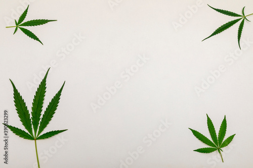 Fresh Green Leaves of full-grown Hemp - Cannabis on white background. Growing medical marijuana. 