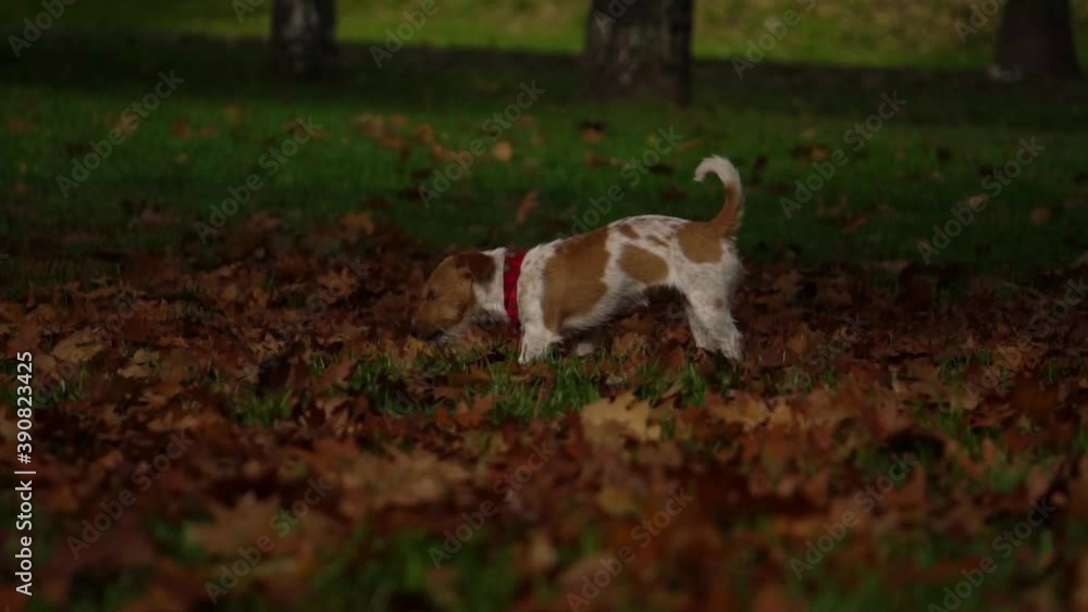 dog walking in the park. walk in the autumn. funny puppy jack russell terrier. fallen leaves on the grass dog walking in the park. walk in the autumn. funny puppy jack russell terrier. fallen leaves on the grass