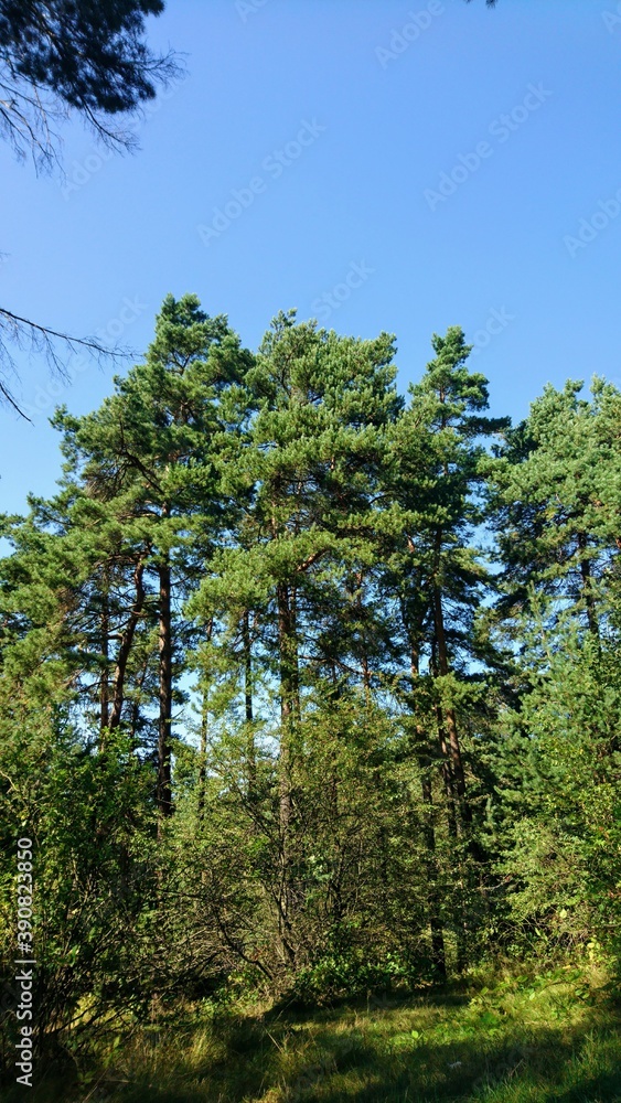 pine forest with sky