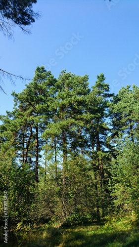 pine forest with sky