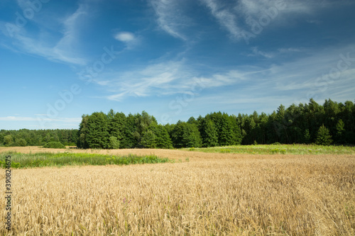 Field with golden grain, green forest and blue sky
