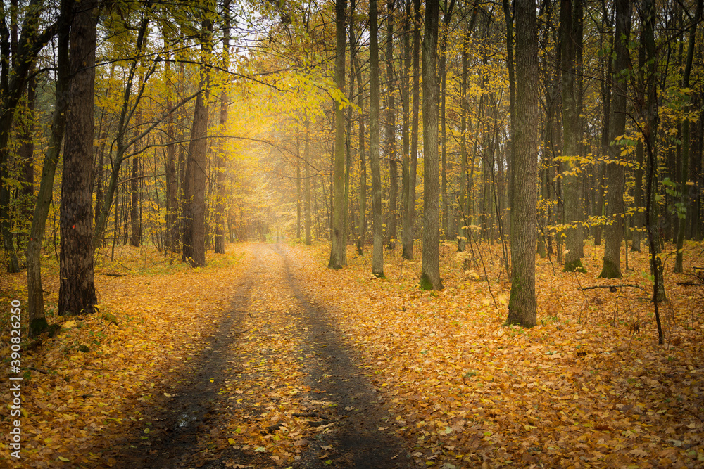 Fototapeta premium Dirt road through the autumn yellow forest