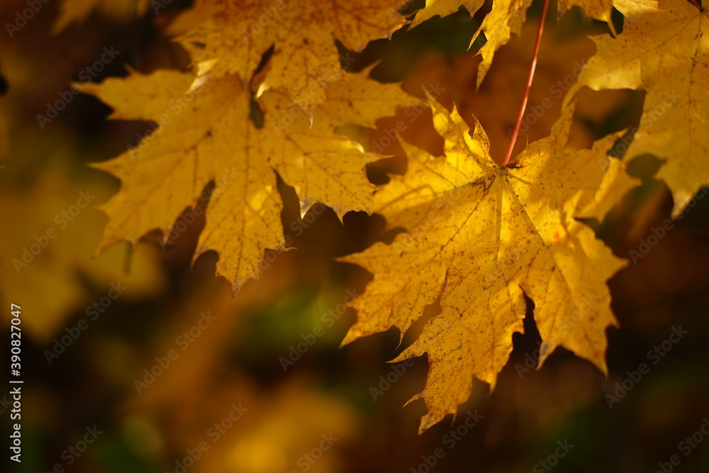 Autumn maple tree golden leaves in sunny forest closeup Autumn maple tree golden leaves in sunny forest closeup