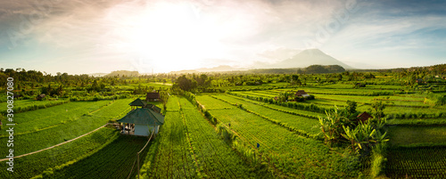 Scenic sunset over rice fields with Gunung Agung vulcano in the background, Bali, Indonesia (high resolution panorama)