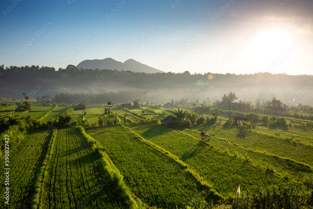 Fog clearing during sunrise over green rice fields at Bali, Indonesia