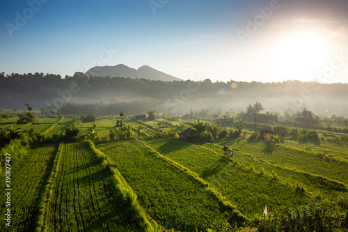 Fog clearing during sunrise over green rice fields at Bali  Indonesia