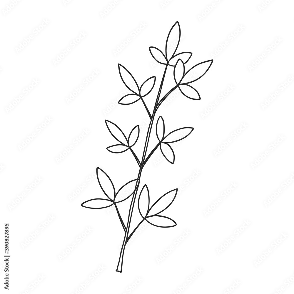 A sprig of plants with leaves on the stem. Botanical decorative element. Simple black and white vector illustration drawn by hand, isolated on a white background. A sprig of plants with leaves on the stem. Botanical decorative element. Simple black and white vector illustration drawn by hand, isolated on a white background.