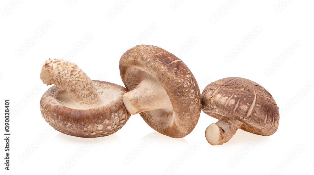 Shiitake mushroom on the White background Shiitake mushroom on the White background