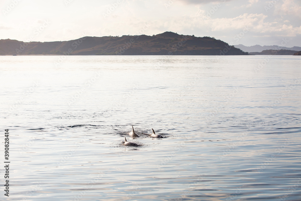 Fototapeta premium Dolphins swimming in the sea with islands and hills in the background in Komodo National Park, Indonesia 