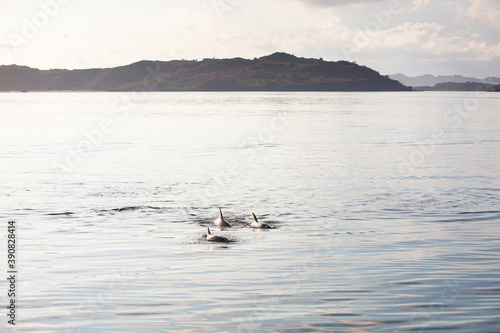Dolphins swimming in the sea with islands and hills in the background in Komodo National Park, Indonesia 
