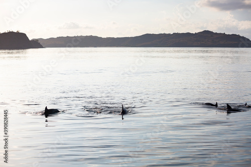 Dolphins swimming in the sea with islands and hills in the background in Komodo National Park, Indonesia 