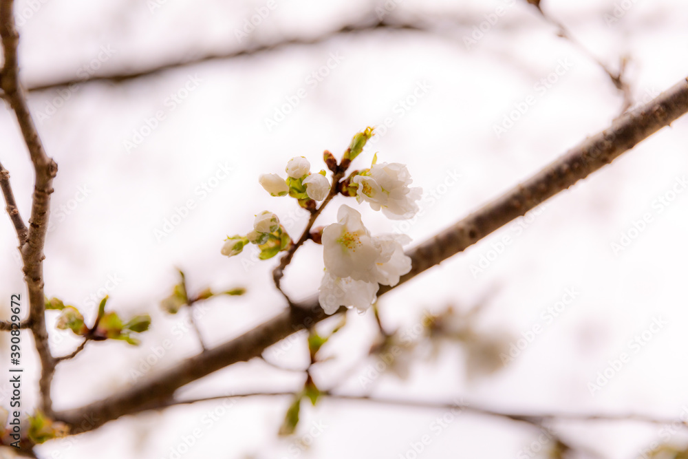 雨に濡れる桜の花びら 雨に濡れる桜の花びら