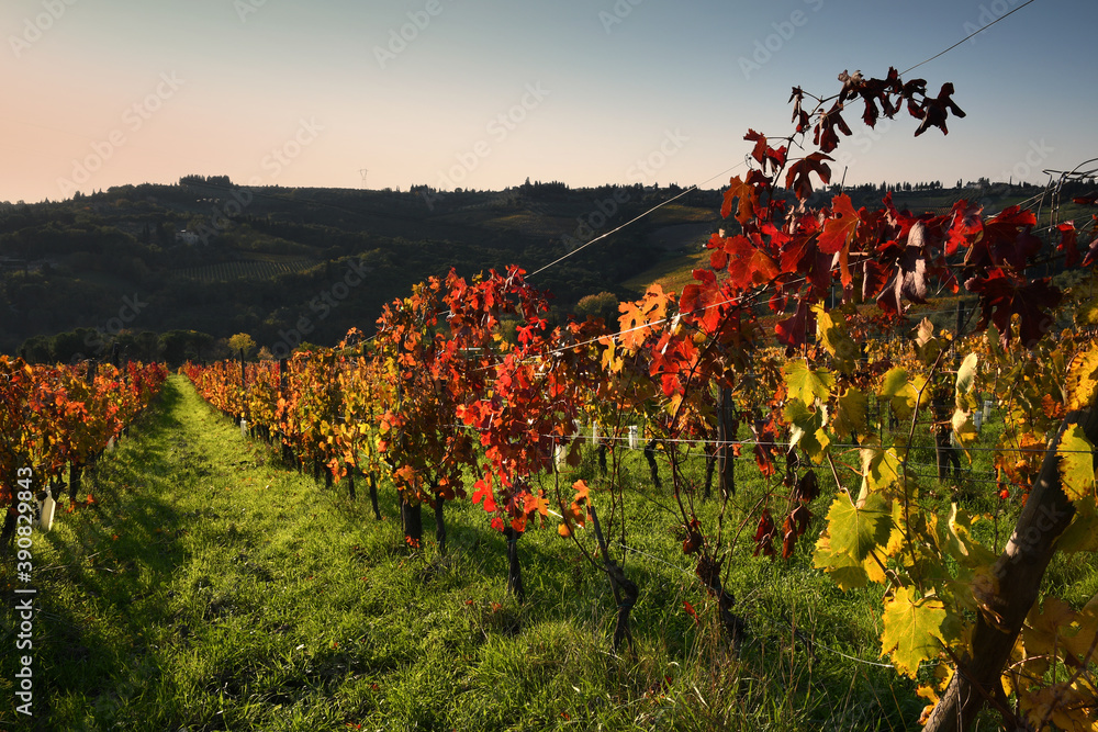 The beautiful colorful grapevines at sunset during the autumn season in the Chianti Classico area near Greve in Chianti (Florence), Tuscany. Italy.