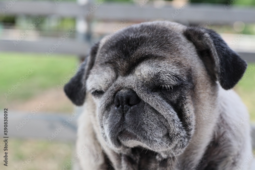 Close-up Pug, Fat Dog, Brown Hair, Sleepy mood, Funny face, Cute, Selectable Focus The concept of sick dog