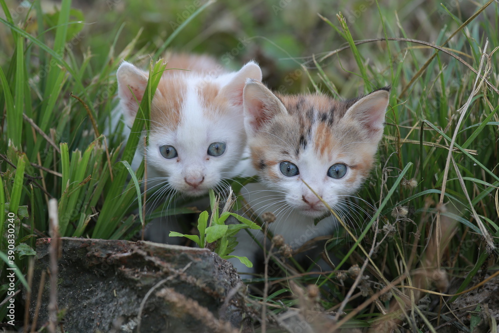 Cute little homeless kittens on the street in summer.