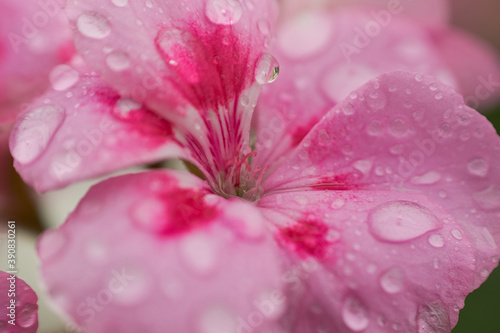 Macro of pink flower with water drops