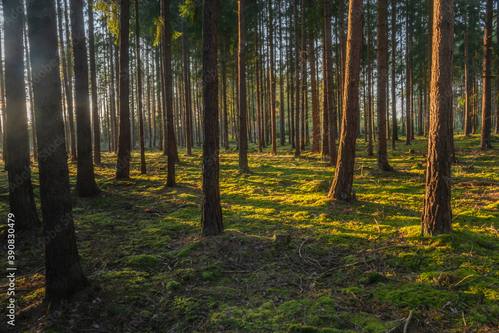 Fototapeta premium Color sunny forest with pine and spruce tree in sunset evening near Utery town