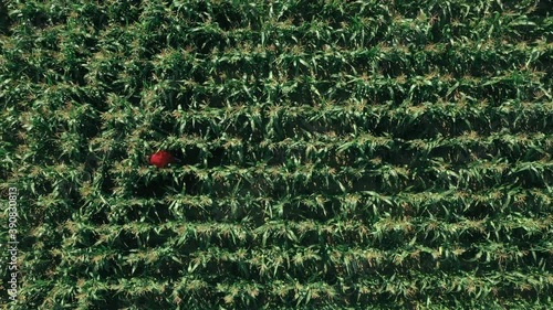 A girl in a red coat walking through a green cornfield